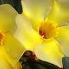 FDA Issues Warning About Certain Supplements Substituted with Toxic Yellow Oleander