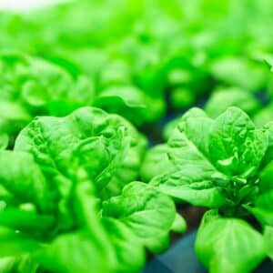 FDA Releases Guidance on Voluntary Premarket Engagement for Foods Derived from Plants Produced Using Genome Editing